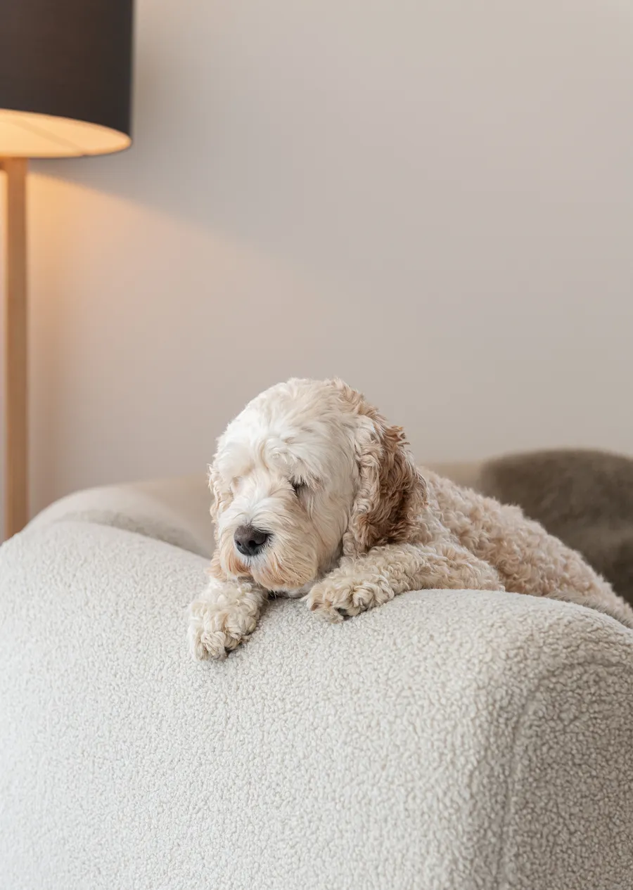 Dog resting on a chair — a home that feels truly lived in